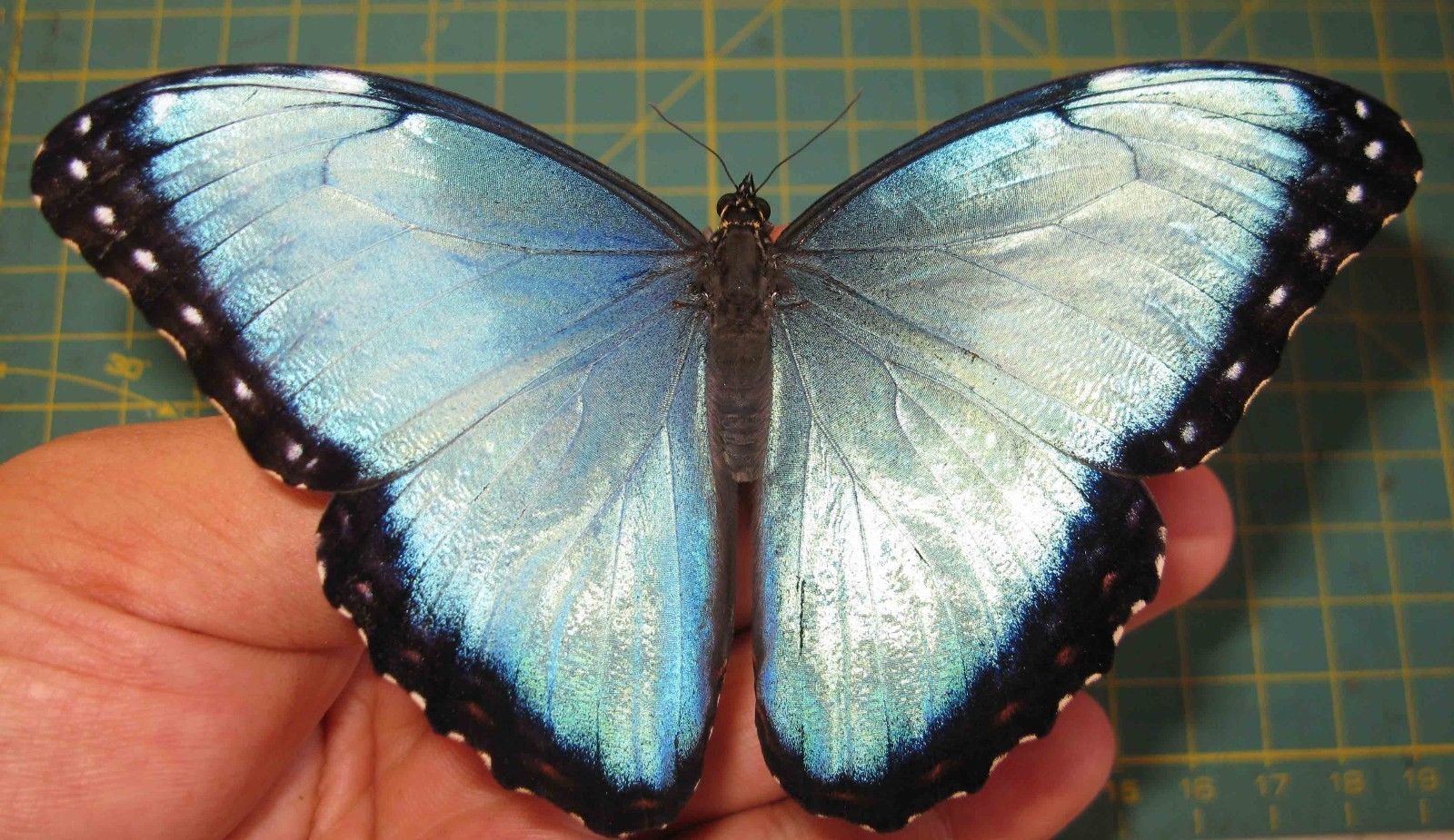Morpho helenor male (ex ssp pupa aberration cod 461) Internet Image property of respective owner, non-commercial use only